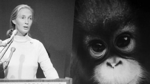 Dame Jane Goodall